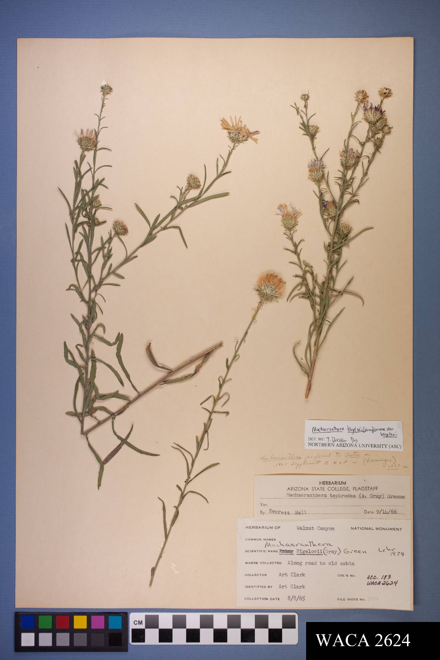 Dieteria bigelovii var. bigelovii image